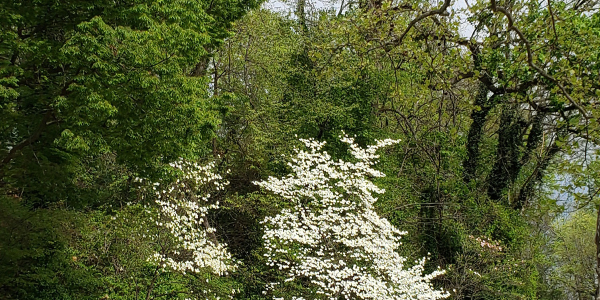 KM dogwoods