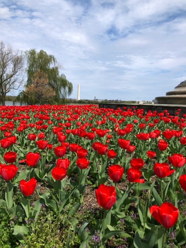 LG flowers