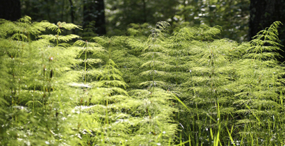 forest 410 x 210 