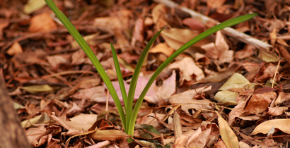 growth 410 x 210