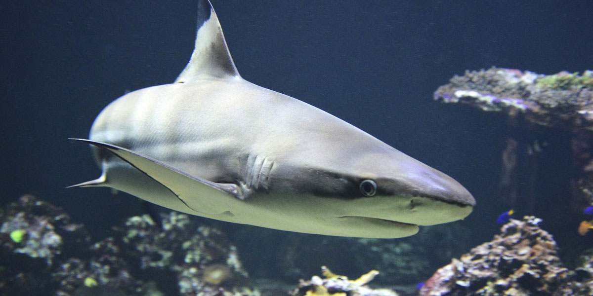 blacktip 1294753 1920 1200 x 600